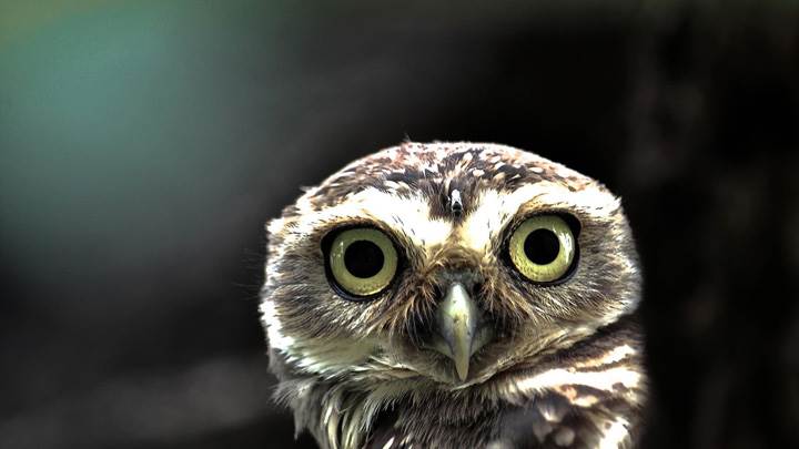 I Am Watching You Foool